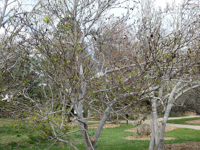 Sparse blooms on Star Magnolia