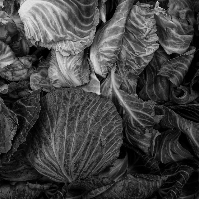 Cabbage Leaves