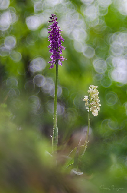 Orchis x haussknechtii (Orchis mascula ssp speciosa x Orchis pallens) & Orchis pallens
