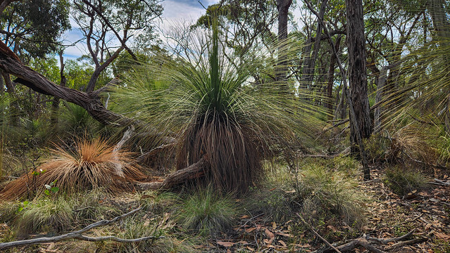 Brisbane Ranges Grass Trees-5.jpg