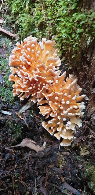 20240214_125545 bruny island fungi