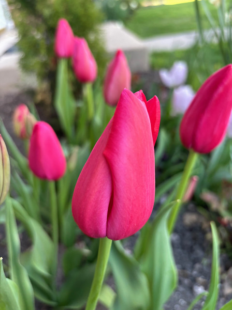 Row of Red Tulips, Park Ridge, Illinois, April 24, 2024 10 full