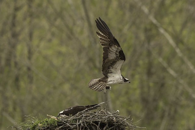 OSPREY - FEMALE LEAVES WITH FISH