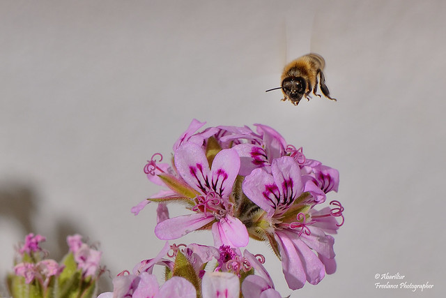 Worker Bee & Rose Geranium 2024