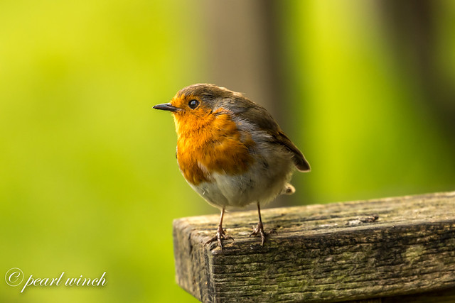 Friendly robin