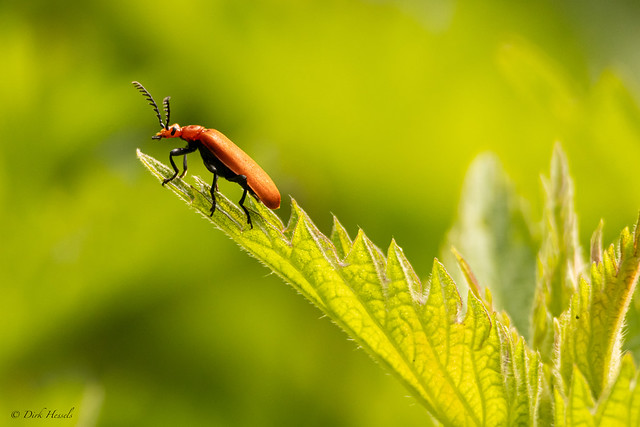 Red-headed Cardinal Beetle | Roodkopvuurkever | Rotköpfige Feuerkäfer, (Pyrochroa serraticornis)