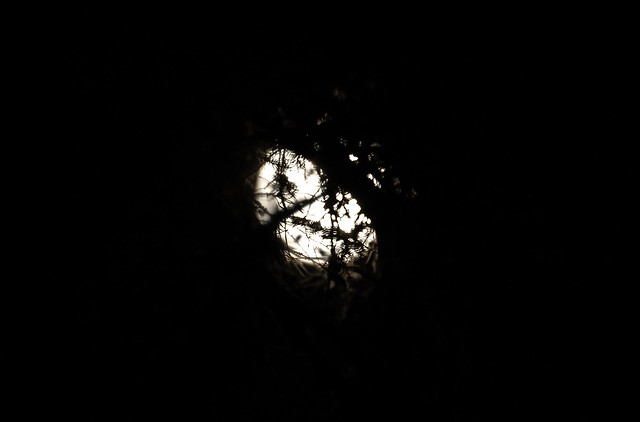 Full moon through the branches while waiting for the Screech owls...