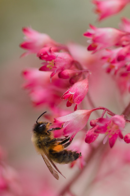 abeille sur petite fleur rose
