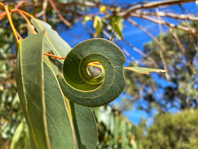 Curled leave