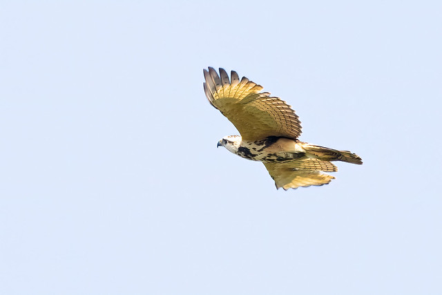 Gray Hawk (Buteo nitidus) 1 032924