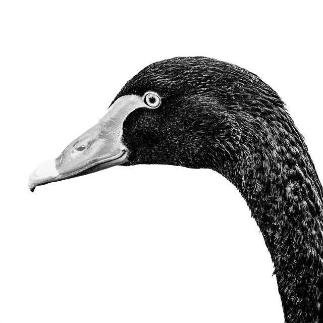Australian Black Swan: High Key Portrait