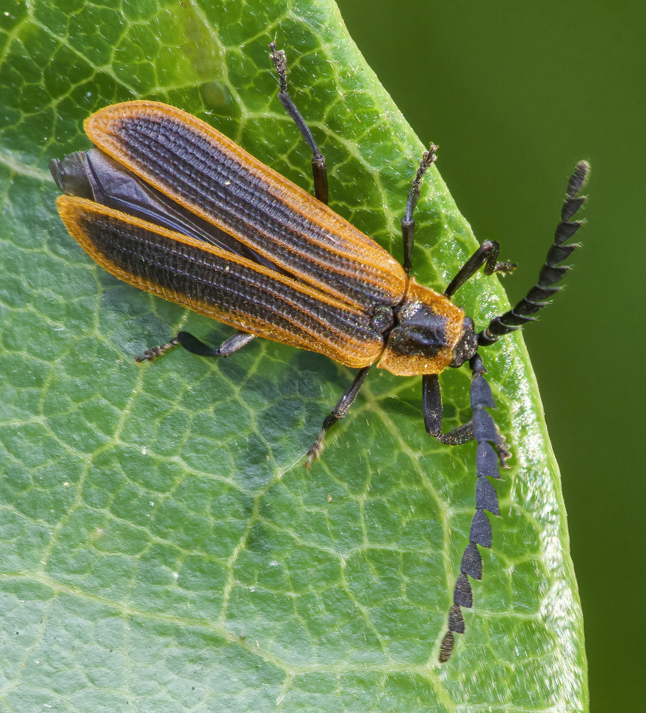 Lycil Insect Lycid Beetle | Trichalus ampliatus Family: Lycidae Order: Co… | Flickr
