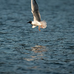 Bonparte's Gull in Flight A Bonaparte&#039;s gull stretches its wings upward as it lifts off from the smooth surface of the sea, with soft light highlighting its underbelly and the subtle ripples in the water below.