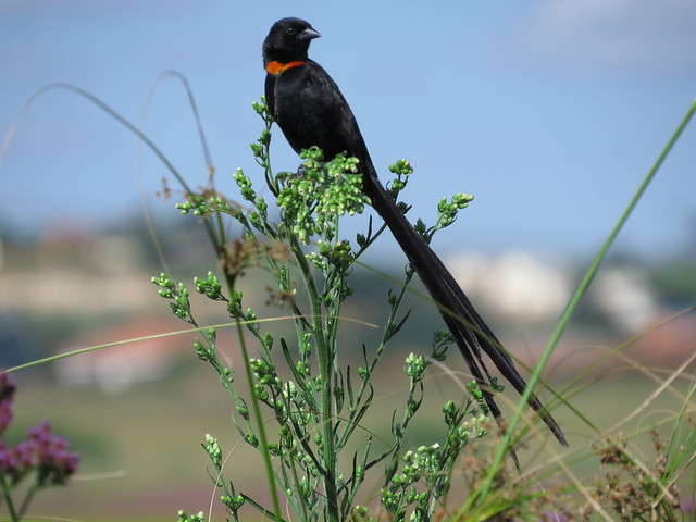 Red-collared Widowbird  /  Red-collared Widow  /  Rooikeelflap