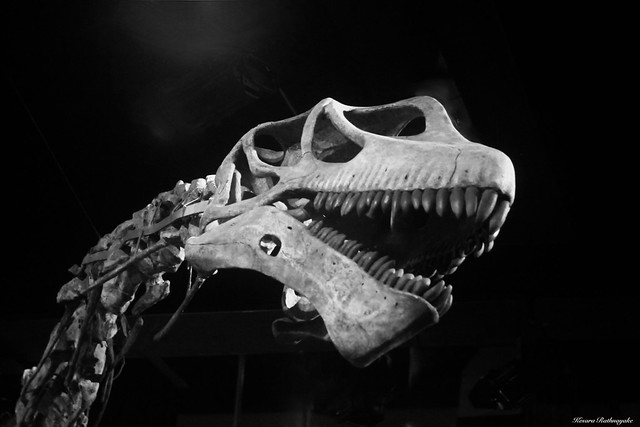 Mamenchisaurus hochuanensis dinosaur Skeleton [IMG_0714]