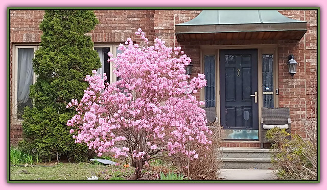 Delightful Spring Pink