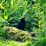 Blackbird by the Bantock Park pond