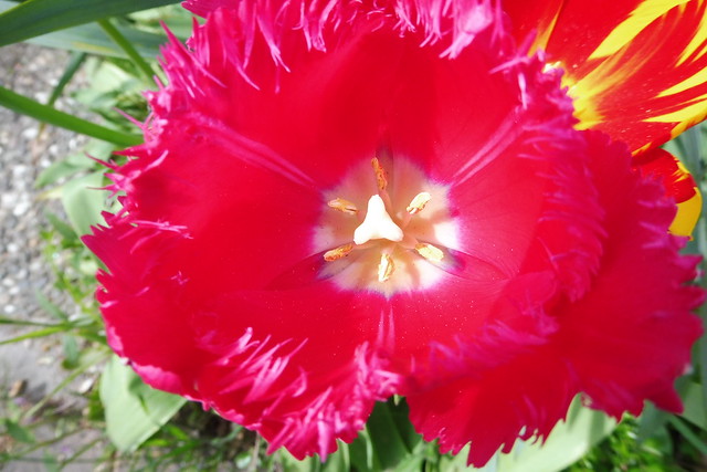 2024-04-25 Blüten pink rot weiß