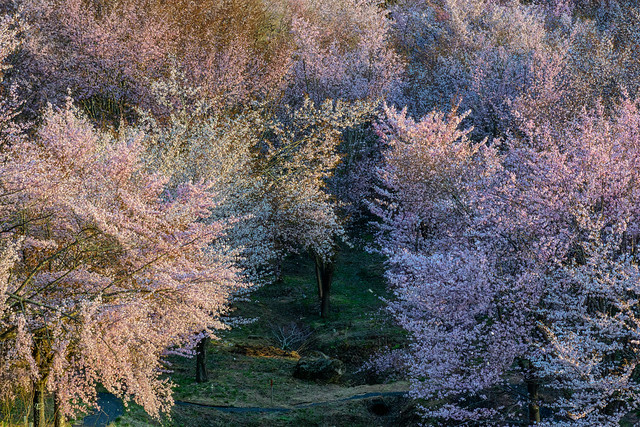 Cherry blossoms in the evening sun.