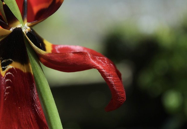 Tulipe qui tire la langue
