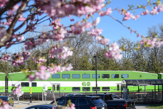 Train and blossom spotting