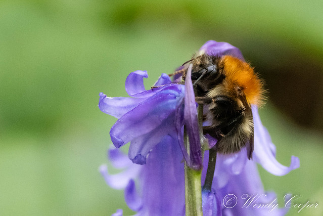 Bluebell Bee-7176