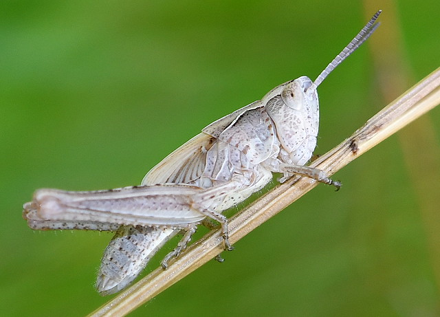 Backgräshoppa / Common Field Grasshopper (Chorthippus brunneus) nymf
