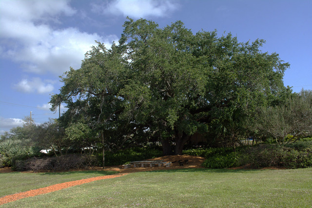 Hollywood, FL - Council Oak Tree Site on the Hollywood Seminole Indian Reservation