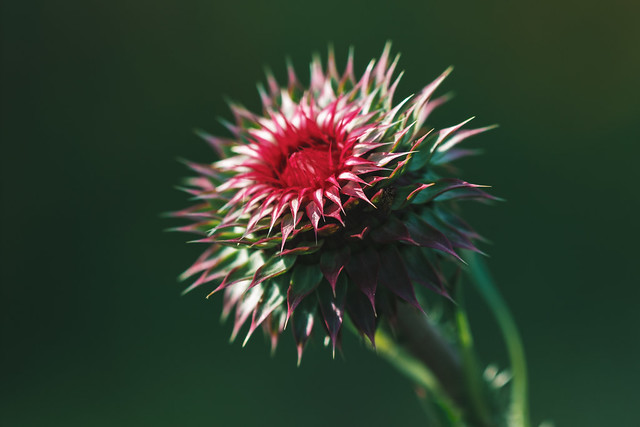 almost open | musk thistle
