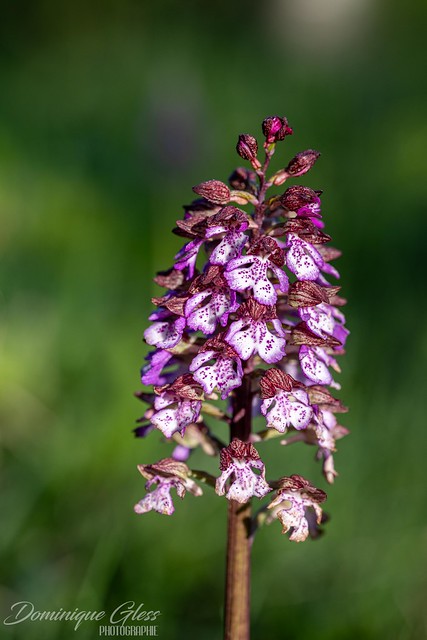 Orchis pourpre - Lady orchid