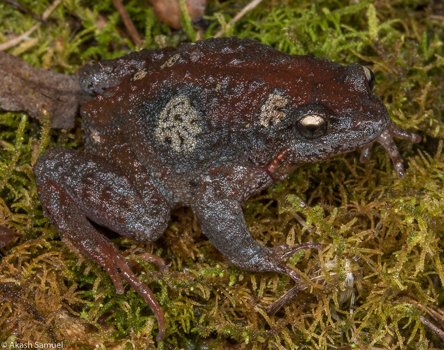 Otway Smooth Frog (Geocrinia sparsiflora)
