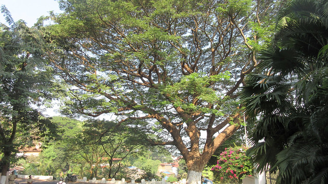 Goa - Altinho Rain Trees, Panaji