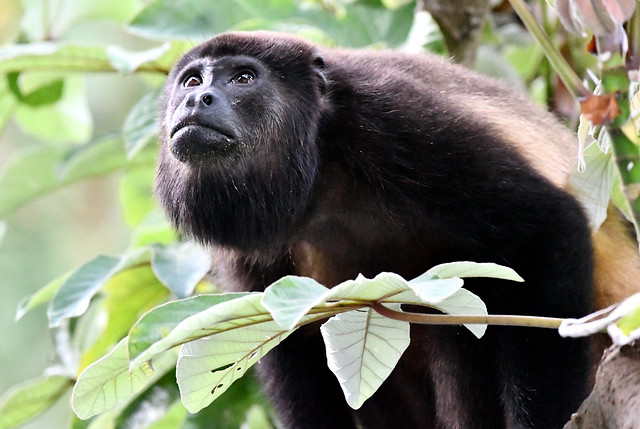 Mantled Howler Monkey (Alouatta palliata) in the rainforest canopy - Manuel Antonio, Costa Rica.