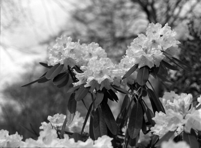 P645N II: Rhododendron i blomst