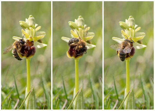 Early Spider Orchid pollination