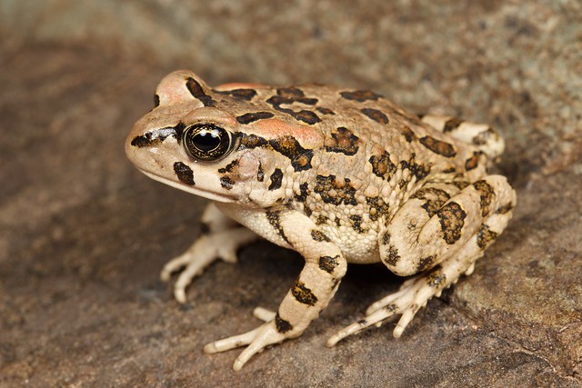 Raucous Toad - Sclerophrys capensis