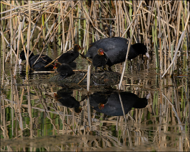 Coot, or Cute, family