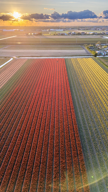 Golden hour over the tulips