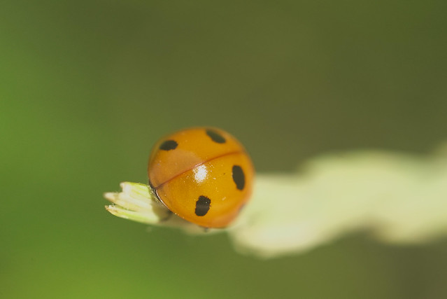 Happy shiny beautiful ladybug butt Thursday!