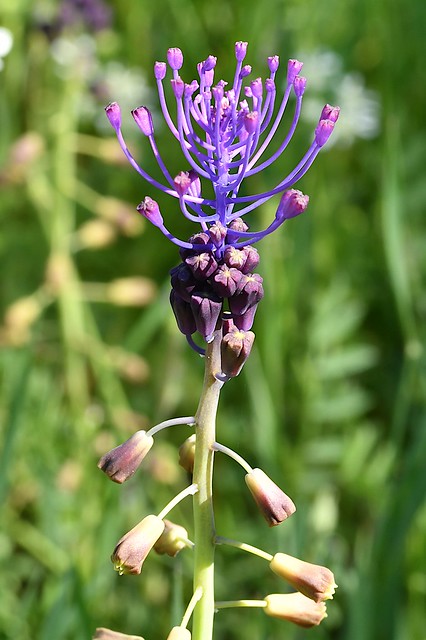 Tassel Hyacinth (Muscari comosum)