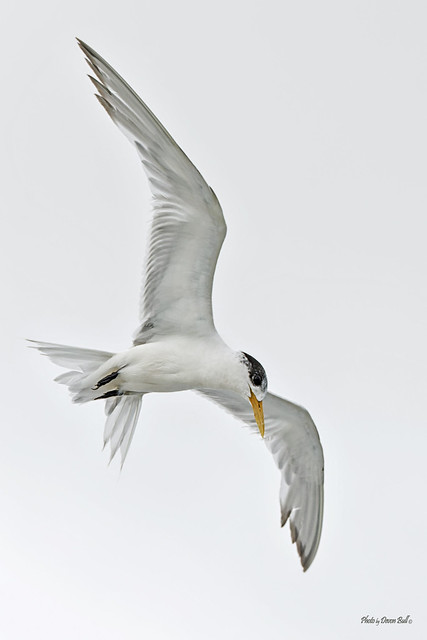 Greater Crested Tern - Redcliffe