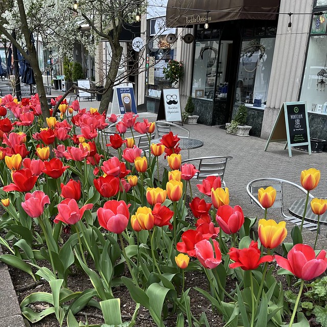Tulips blooming on Church St