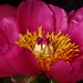 Peony, focus stacked