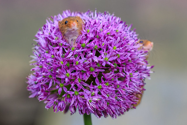 A UK field mouse hides and pops it's head out of a purple flower