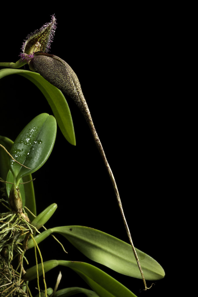 Bulbophyllum romyi B.Thoms in Orchids (West Palm Beach) 84: 631 (2015)