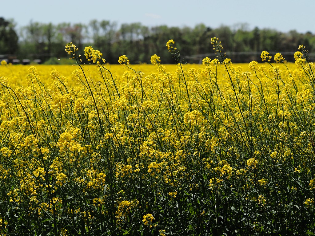 Rapeseed is used to make one of the healthiest of cooking oils, canola.