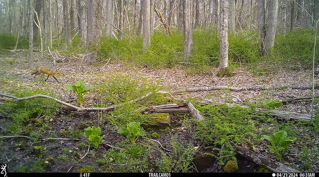 Red fox on trail cam