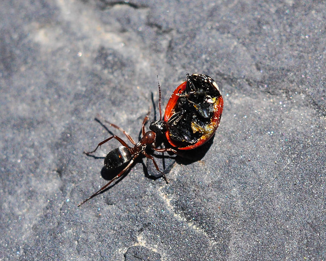 Ant Carrying a Lady Bug Macro