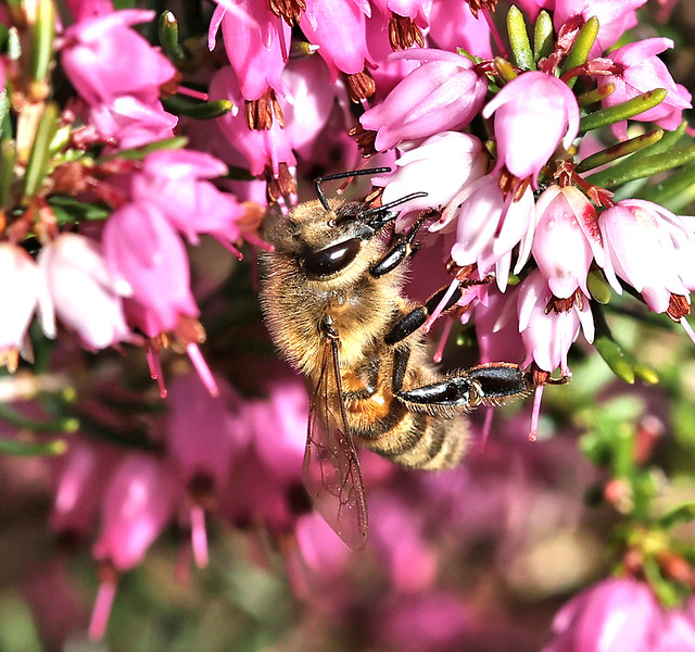 Apis mellifera- Honey bee on heather