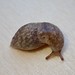 Flickr photo 'Netted Field Slug, Deroceras reticulatum (O. F. Müller, 1774)' by: Jamie McMillan.